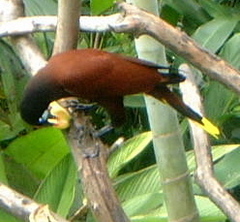 Montezuma Oropendola